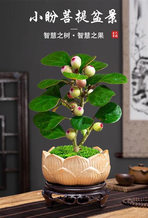 小盼菩提風水|原创 小盼菩提树的风水作用 有什么禁忌